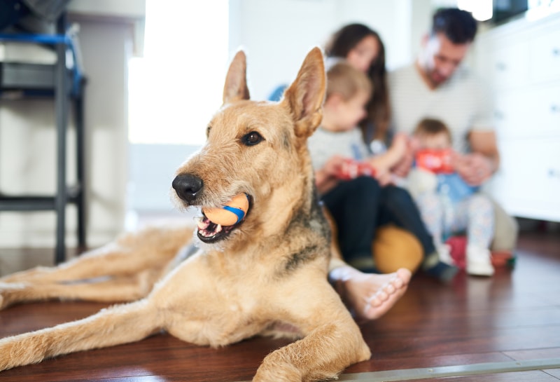 Dog With A Ball In Its Mouth And Family In Background